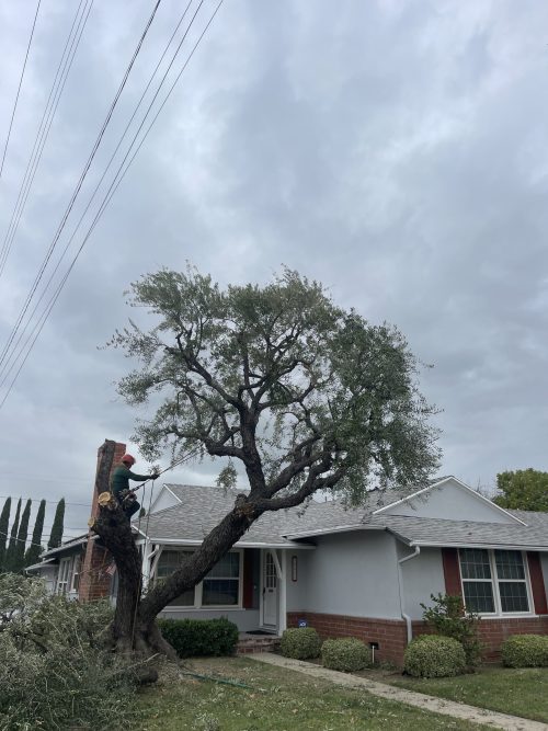 Olive tree before removal at a residential property