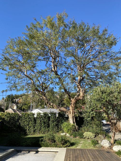 Elm tree after pruning at a residential property